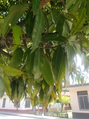 Mangifera indica