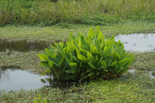 Thalia geniculata