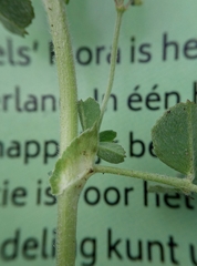 Medicago lupulina