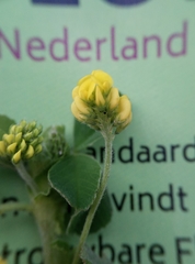 Medicago lupulina