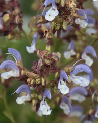 Salvia chamelaeagnea