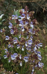 Salvia chamelaeagnea