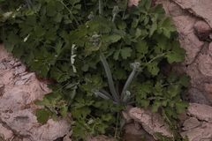 Chelidonium majus