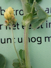 Medicago lupulina