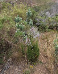 Salvia chamelaeagnea