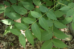 Juglans mollis