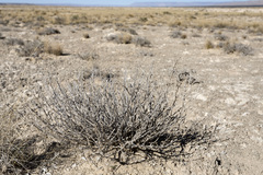 Acleisanthes lanceolata