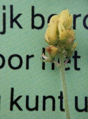 Medicago lupulina