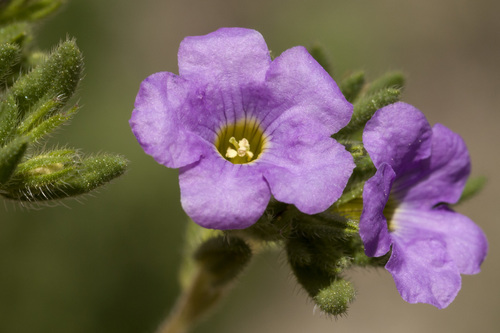 Bristly nama (Nama hispida)