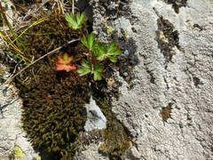 Geranium asphodeloides