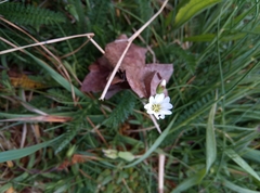 Cerastium arvense