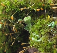 Cladonia