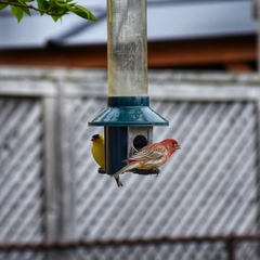 Haemorhous mexicanus