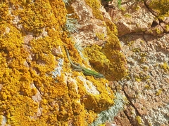 Podarcis carbonelli berlengensis