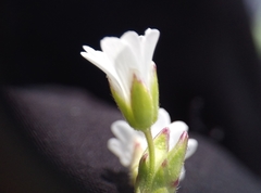 Cerastium arvense