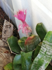 Aechmea fasciata