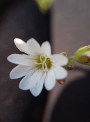 Cerastium arvense