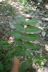 Juglans mollis