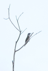 Chrysococcyx minutillus