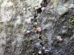 Parachnopeziza miniopsis