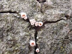 Parachnopeziza miniopsis