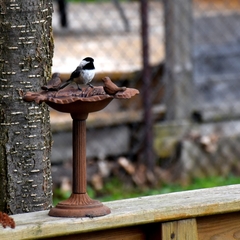 Poecile atricapillus