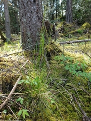Festuca occidentalis