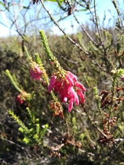 Erica mammosa