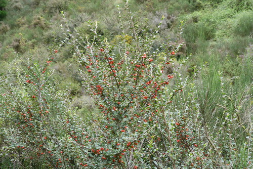 Cotoneaster franchetii