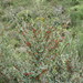 Cotoneaster franchettii - Photo (c) Colin Meurk,  זכויות יוצרים חלקיות (CC BY-SA), uploaded by Colin Meurk