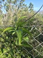 Passiflora