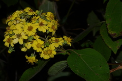 Rumfordia floribunda