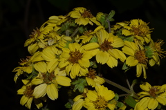 Rumfordia floribunda