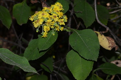 Rumfordia floribunda