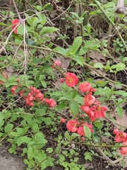 Chaenomeles japonica