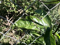 Passiflora