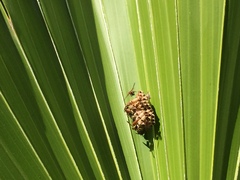 Mischocyttarus mexicanus cubicola