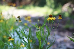 Helenium amphibolum