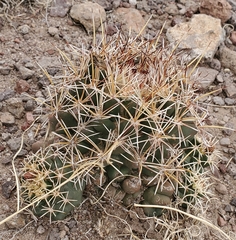 Coryphantha robustispina scheeri