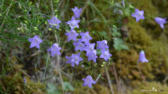 Campanula carnica carnica