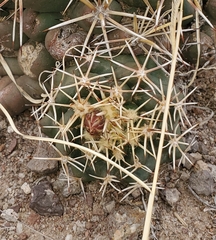 Coryphantha robustispina scheeri