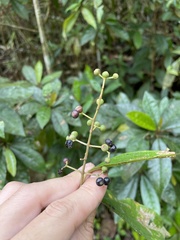 Miconia laevigata