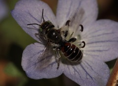 Proteriades