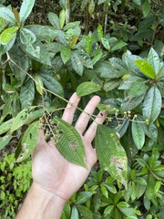 Miconia laevigata