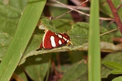 Mitrophrys menete