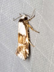 Zaphanaula hemileuca