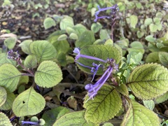 Plectranthus ambiguus