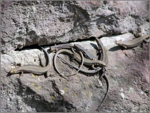 Armenian Lizard, Darevskia armeniaca