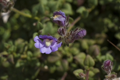 Chaenorhinum origanifolium