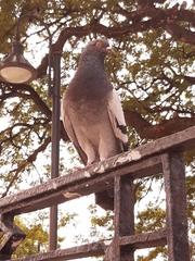 Columba livia domestica